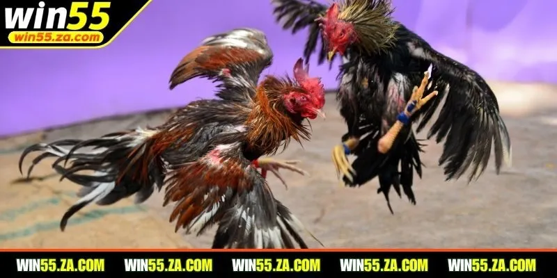 Đá gà WIN55 được nhiều người dùng yêu thích