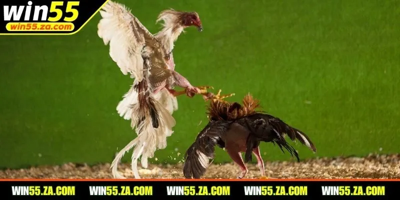 Cách tham gia đá gà WIN55 không quá khó